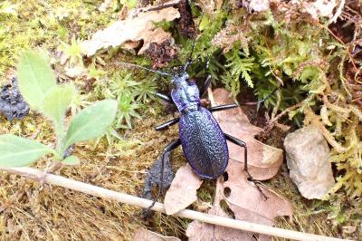 <i>Carabus intricatus</i>