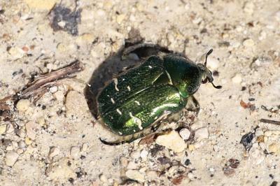 <i>Cetonia aurata</i>