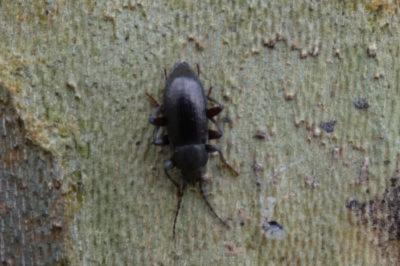 <i>Stenomax aeneus</i>