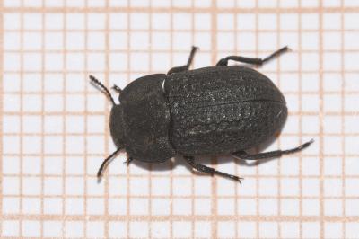 <i>Opatrum sabulosum</i>