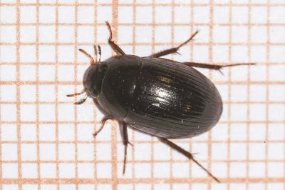 <i>Hydrobius fuscipes</i>