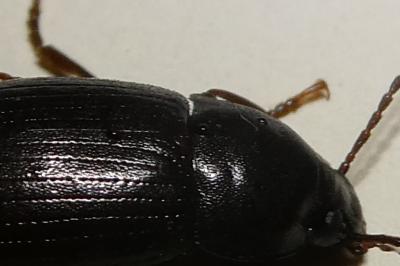 <i>Nalassus laevioctostriatus</i>