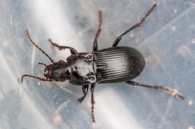 <i>Abax parallelus</i>