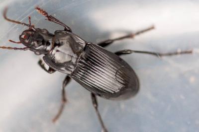 <i>Abax parallelus</i>