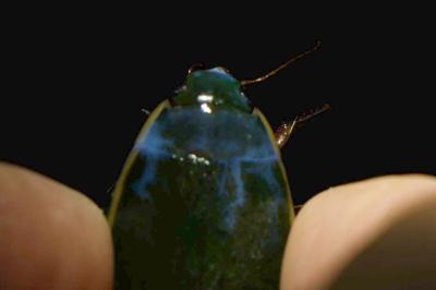 <i>Cybister lateralimarginalis</i>