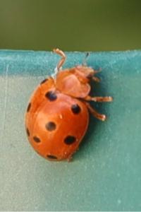 <i>Henosepilachna argus</i>