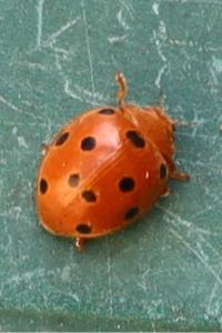 <i>Henosepilachna argus</i>