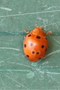 <i>Henosepilachna argus</i>
