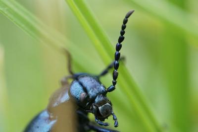 <i>Meloe violaceus</i>