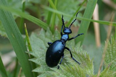 <i>Meloe violaceus</i>