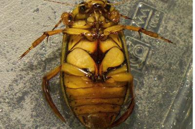 <i>Dytiscus marginalis</i>