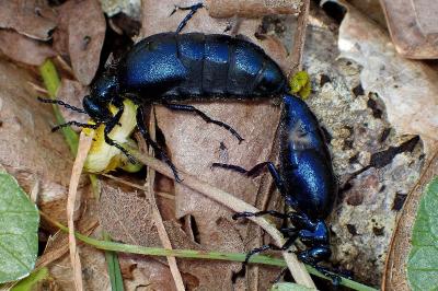 <i>Meloe violaceus</i>