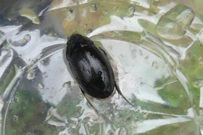 <i>Hydrochara caraboides</i>