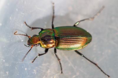 <i>Poecilus cupreus</i>