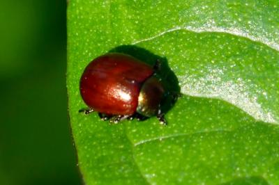 <i>Chrysolina polita</i>