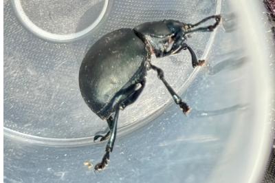 <i>Timarcha tenebricosa</i>