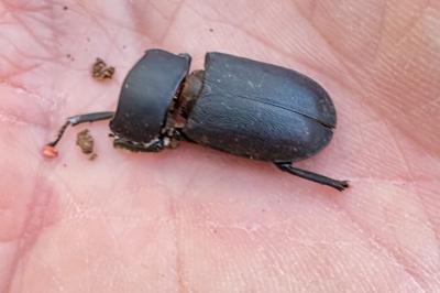 <i>Dorcus parallelipipedus</i>