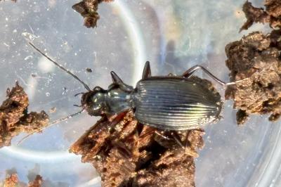 <i>Platynus assimilis</i>