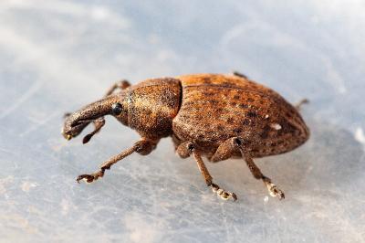 <i>Lepyrus capucinus</i>