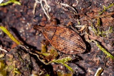 <i>Lepyrus capucinus</i>