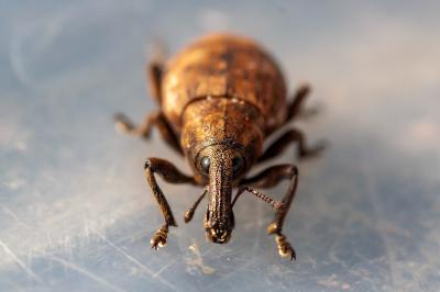 <i>Lepyrus capucinus</i>