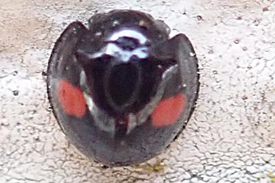 <i>Chilocorus renipustulatus</i>