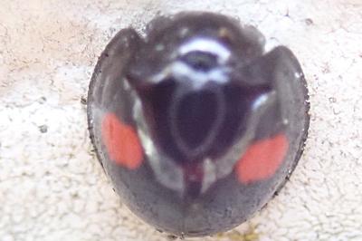 <i>Chilocorus renipustulatus</i>