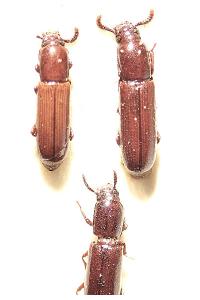 <i>Corticeus longulus</i>