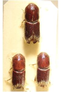 <i>Ips sexdentatus</i>