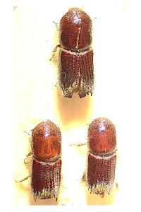 <i>Ips sexdentatus</i>