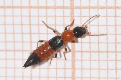 <i>Paederus littoralis</i>