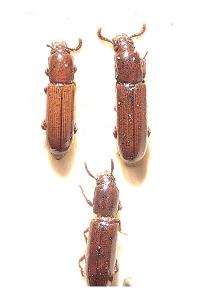 <i>Corticeus unicolor</i>