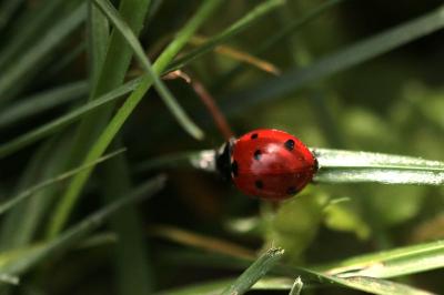<i>Coccinella septempunctata</i>