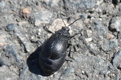 <i>Galeruca tanaceti</i>