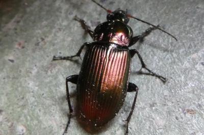 <i>Poecilus cupreus</i>
