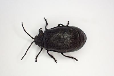 <i>Galeruca tanaceti</i>