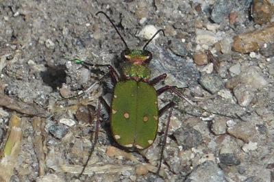 <i>Cicindela campestris</i>