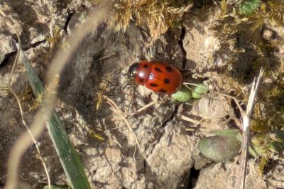 <i>Gonioctena fornicata</i>