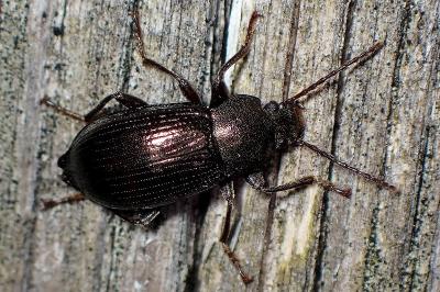 <i>Stenomax aeneus</i>