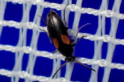 <i>Anaspis fasciata</i>