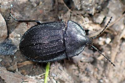<i>Phosphuga atrata</i>