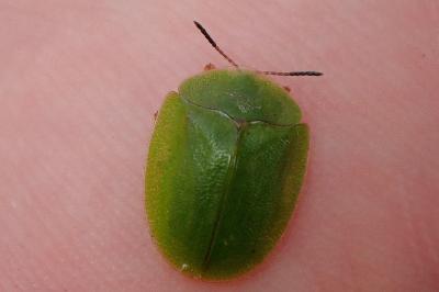 <i>Cassida viridis</i>