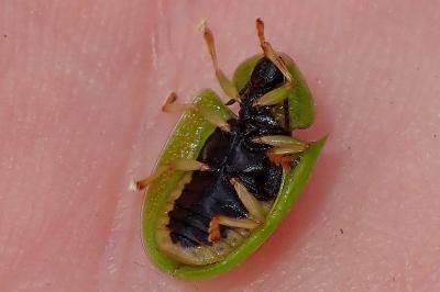 <i>Cassida viridis</i>