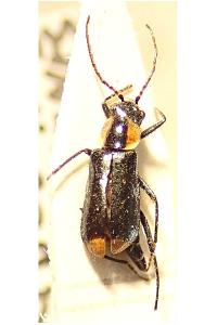 <i>Axinotarsus marginalis</i>
