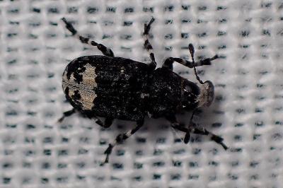 <i>Tropideres albirostris</i>