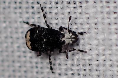 <i>Tropideres albirostris</i>
