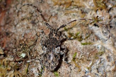 <i>Mesosa nebulosa</i>