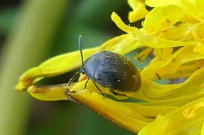 <i>Spermophagus</i>