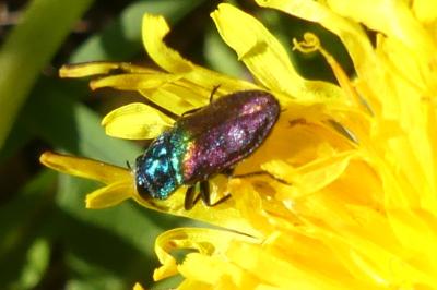 <i>Anthaxia suzannae</i>