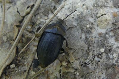 <i>Phosphuga atrata</i>